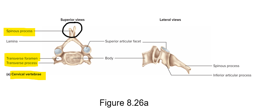 <p>C1-C7 - forked spinous process; transverse foramen in each transverse process that provides passage for vertebral artery and vertebral vein </p>