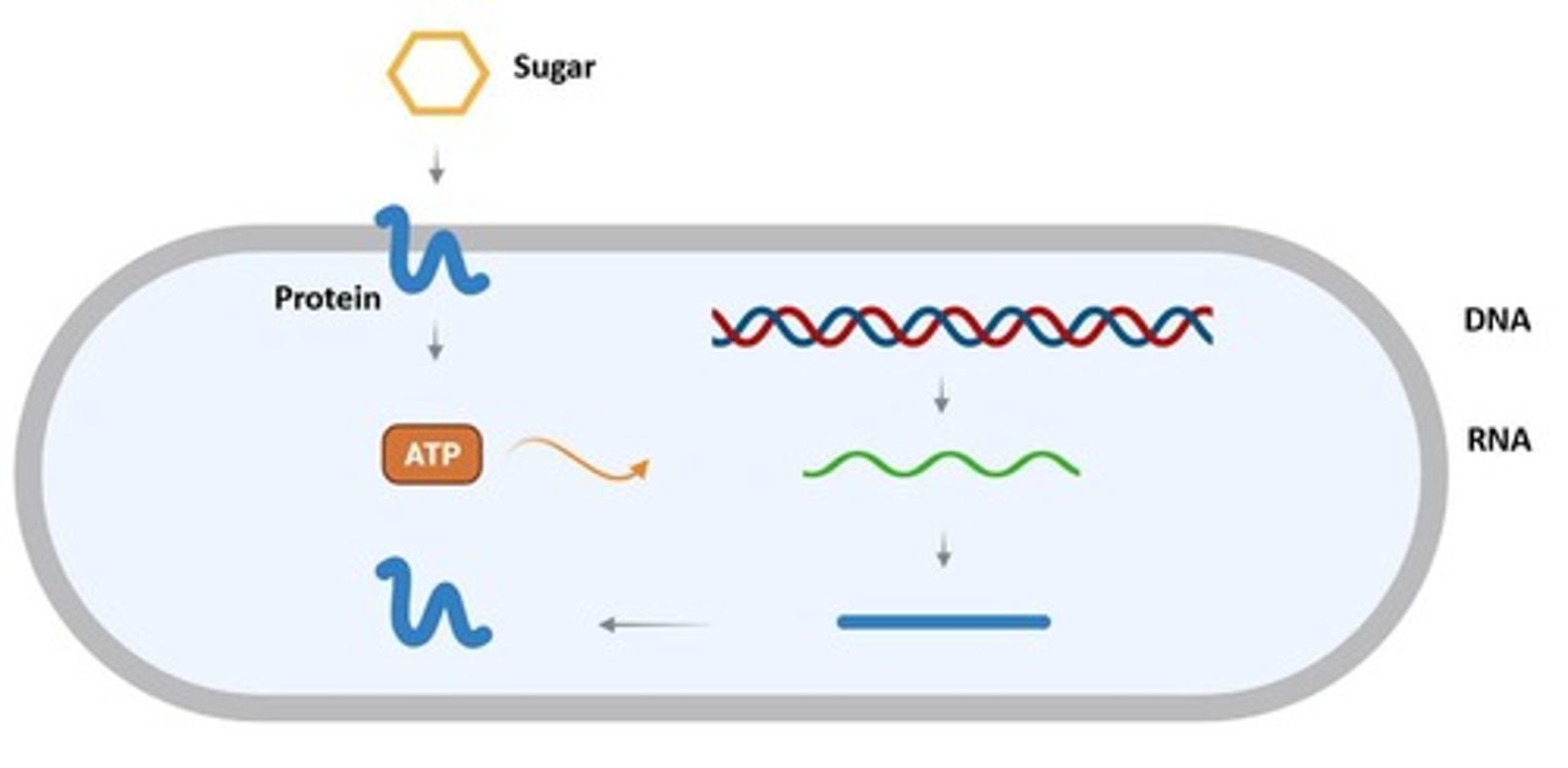 <p>Amino acids can be generated in conditions that mimic those of early Earth</p>