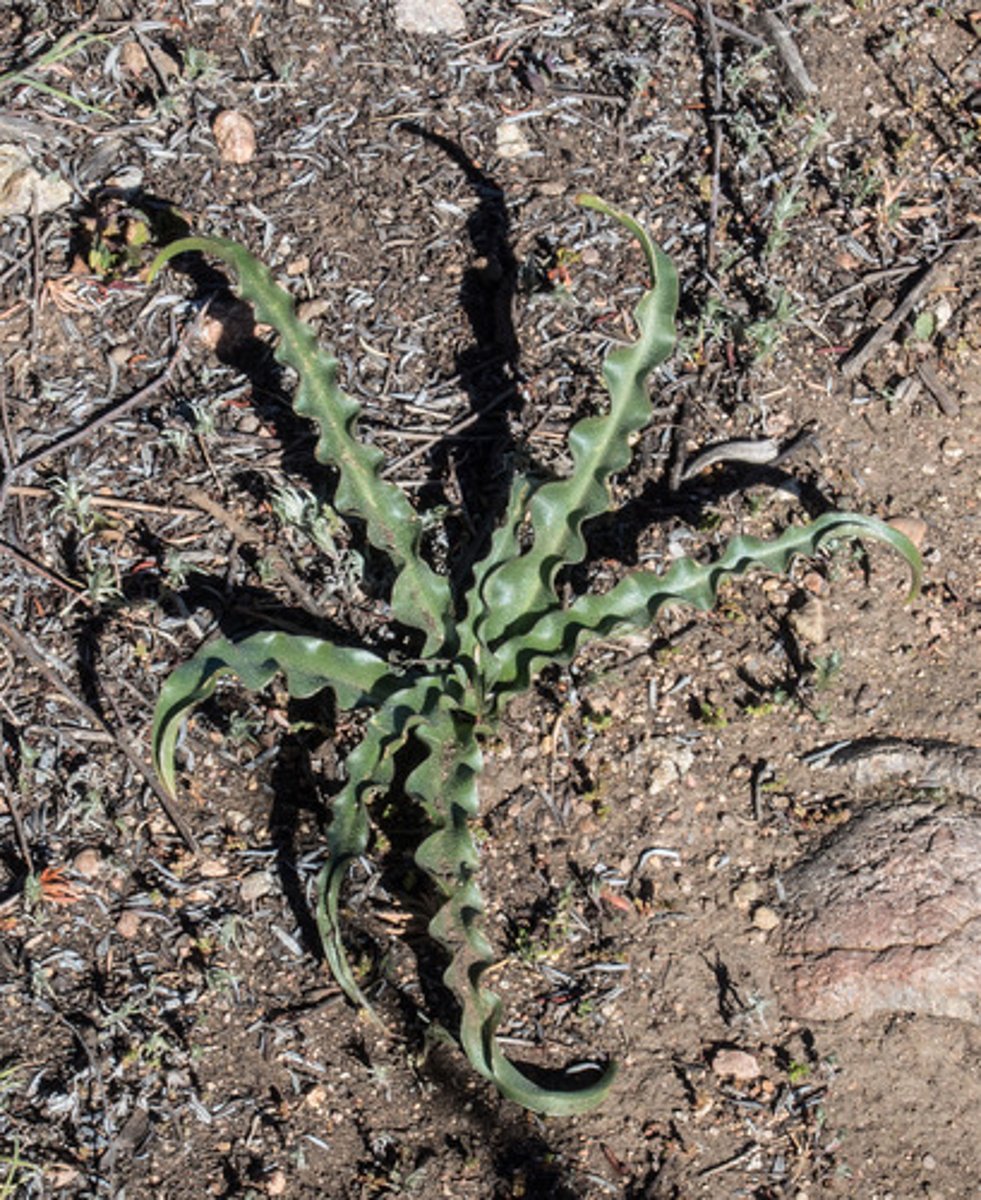 <p>Soap plant</p>