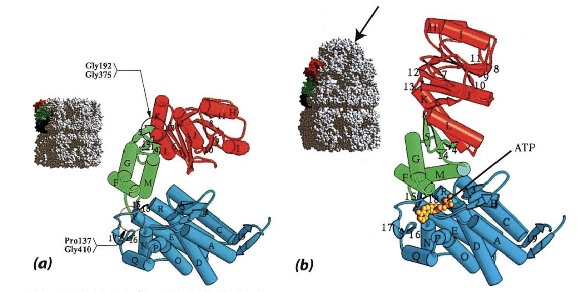 * it is the individual behaviour of the subunits that lead to the overall changes