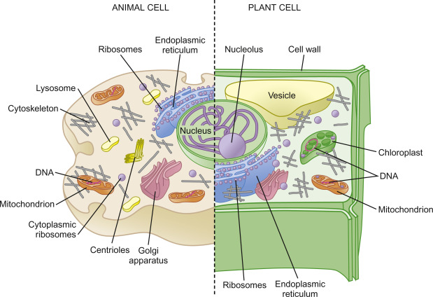 <p>Membrane bound nucleus, organelles</p><ul><li><p>divide using mitosis and meiosis</p></li></ul><p></p>