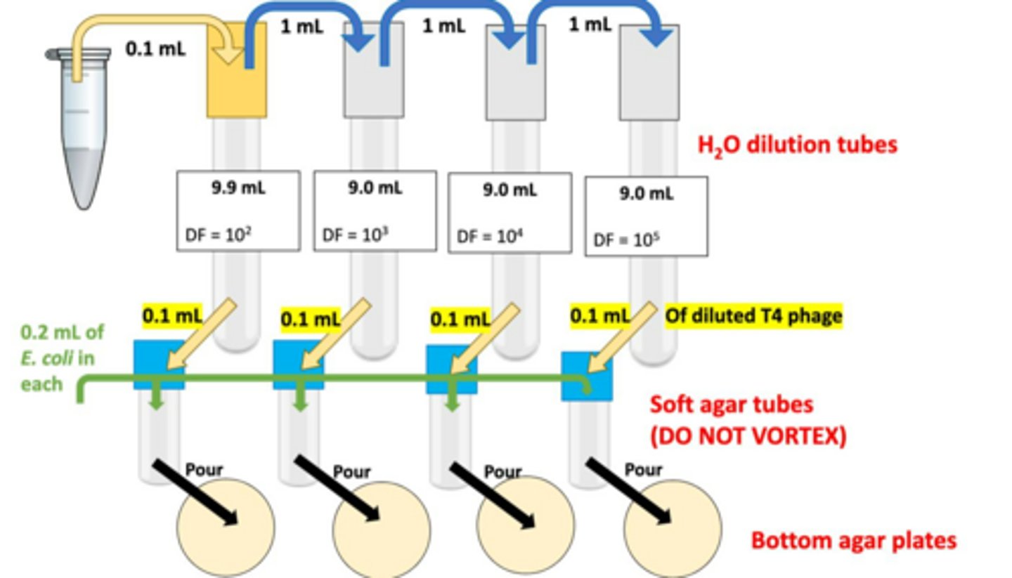 <p>It represents the positive exponent indicating the concentration reduction step-by-step.</p>