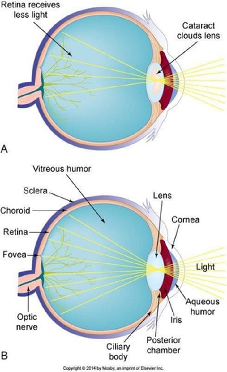 <p>Approximately 2 Gyt.</p>