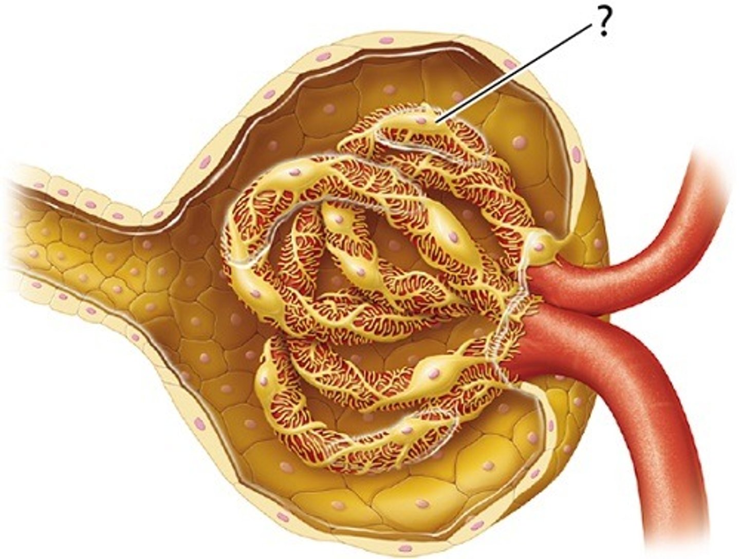 <p>large cells (podocytes):<br><br>-with complex foot processes (pedicels) that wrap around specialized lamina densa of glomerular capillaries</p>