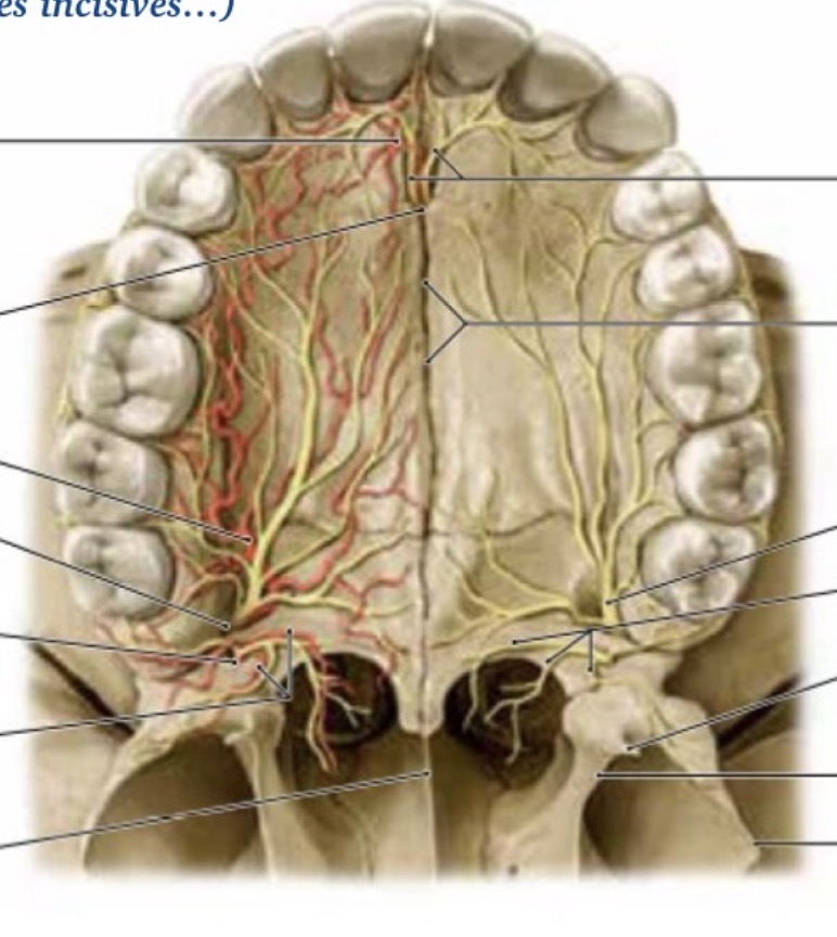 <p>Quels éléments nerveux notés sur le palais doivent être retenus ?</p>