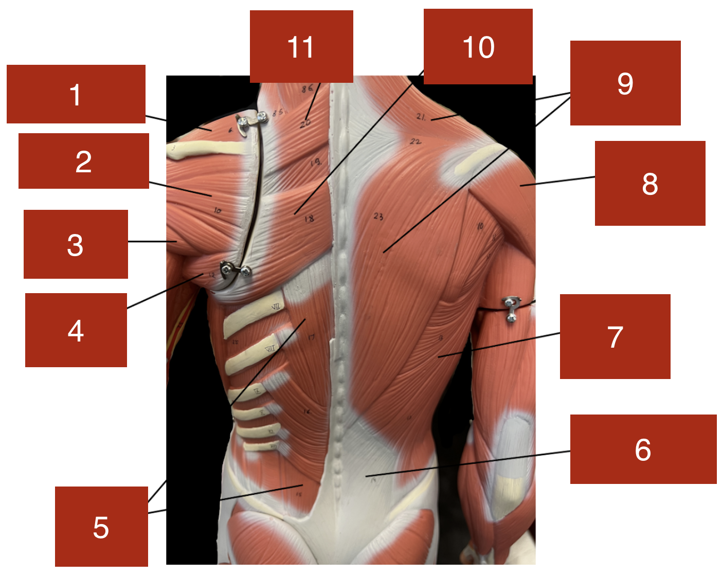 <p>11</p>