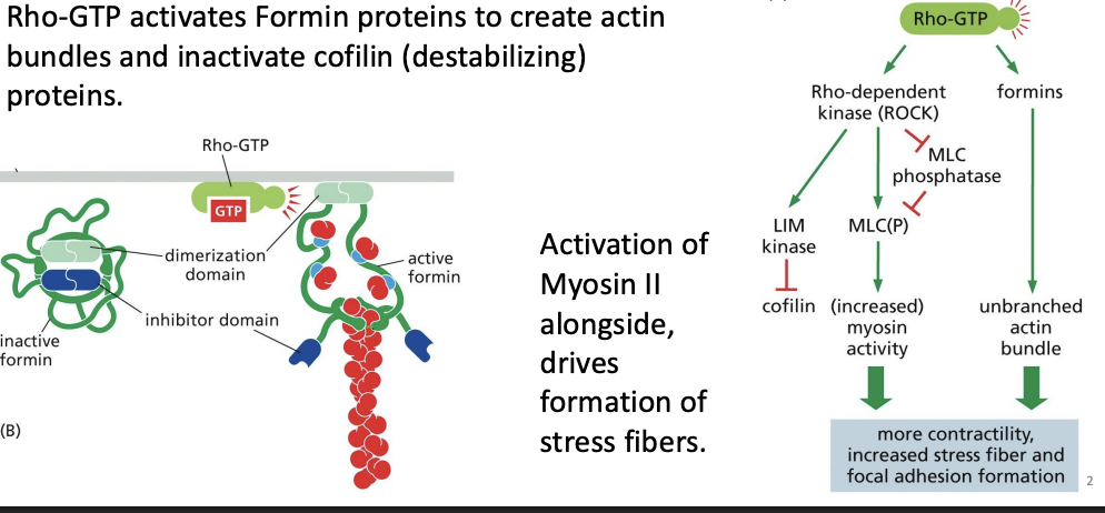 <p>Rho-GTP activates Formin proteins to create actin bundles and inactivate cofilin (destabilizing) proteins.</p><p></p><p>Activation of Myosin II alongside, drives formation of stress fibers</p>