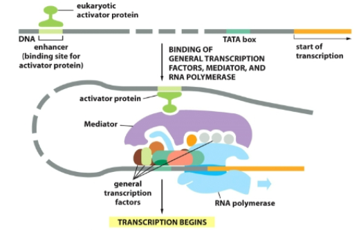 <p>DNA looping brings them near the promoter.</p>