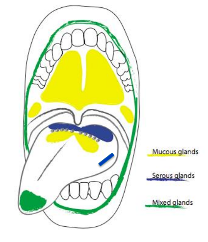 <ul><li><p>anterior lingual glands </p></li><li><p>buccal glands </p></li><li><p>labial glands </p></li></ul><p></p>