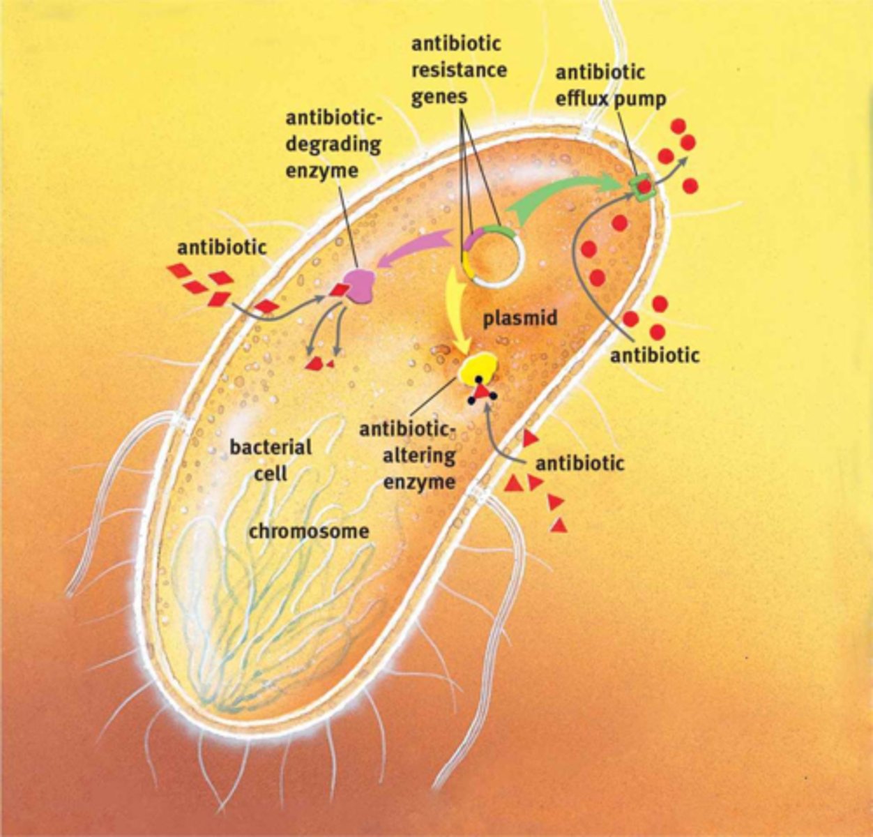 <p>Bacterial mechanisms of antibiotic resistance.</p>