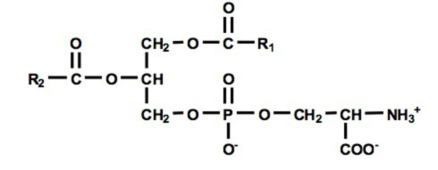 <p>glycerophospholipid</p>