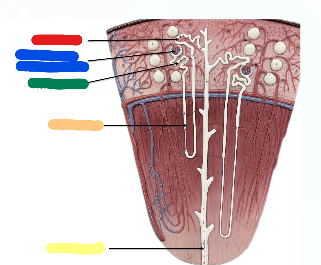 <p>What is indicated by the Orange Section?</p>