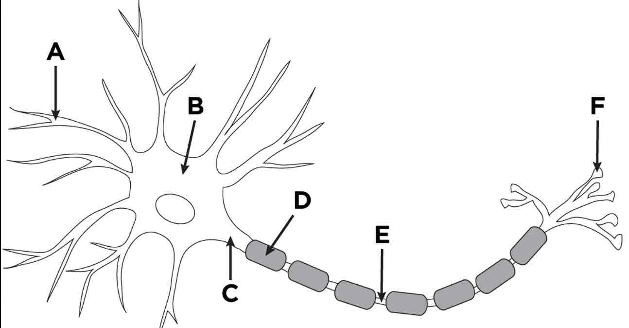 <p>What is indicated by F?</p>