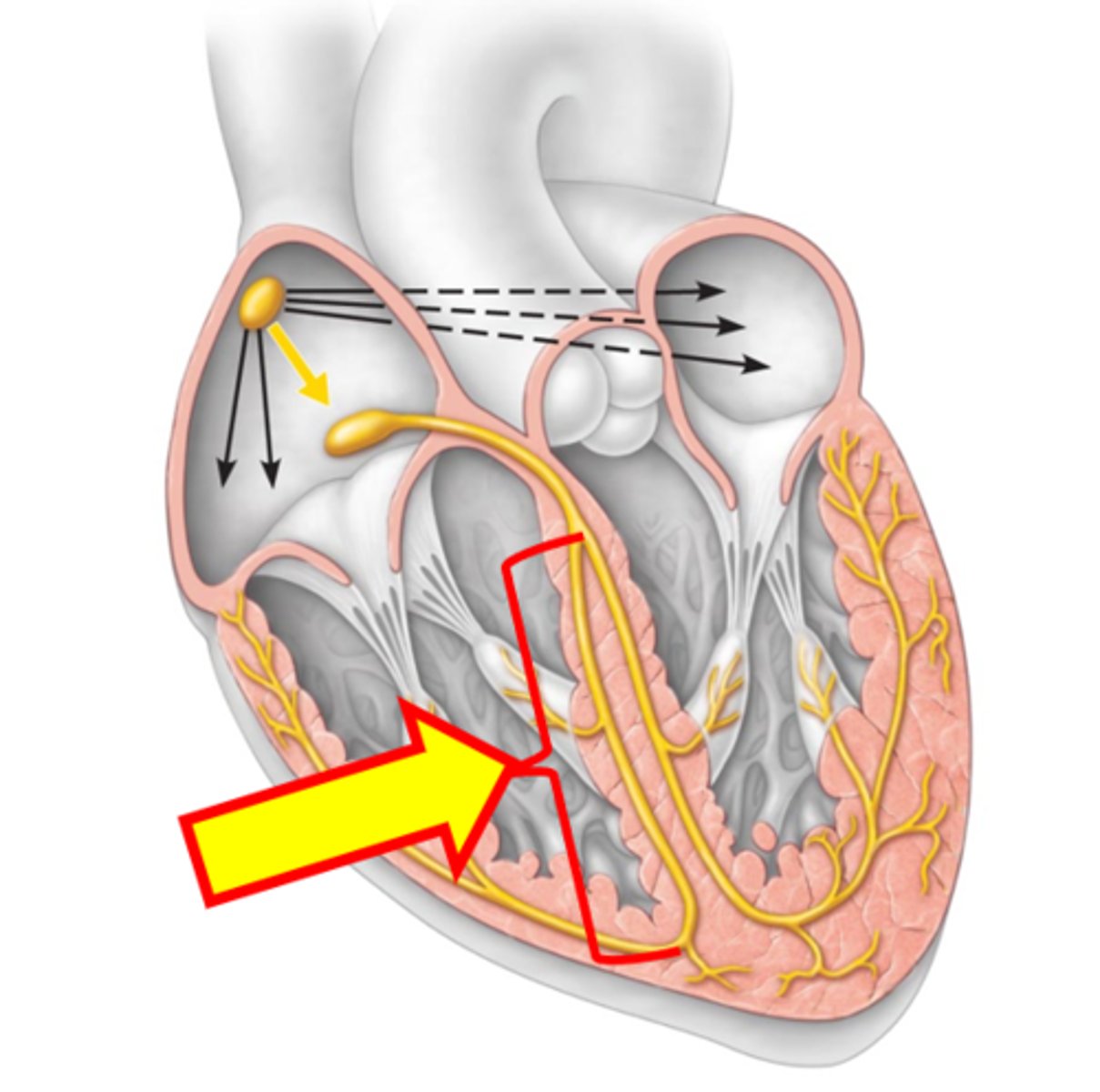 <p>Name the structure.</p>