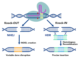 <p>errors (mutations) can occur as the cell’s normal repair mechanisms mend the broken DNA, causing the insertion or deletion of bases</p><ul><li><p><strong>Changes</strong> the way the nucleotide sequence is <strong>read</strong></p></li><li><p><strong>Disables</strong> gene function + <strong>produces</strong> a <strong>STOP</strong> signal</p></li><li><p><strong>SILENCES</strong> the gene</p></li></ul><p></p>