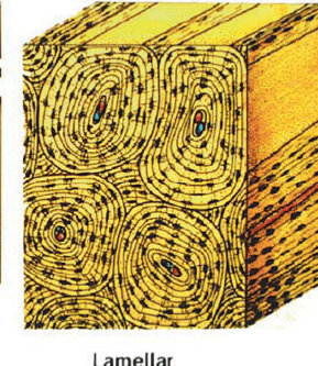 <p>Highly ordered arrangement of mature bone</p><p>Circular structure</p>