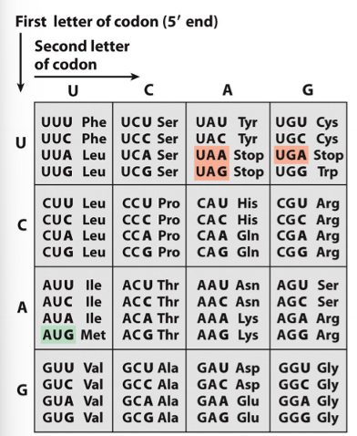 <p>translates the genetic code into amino acids</p>