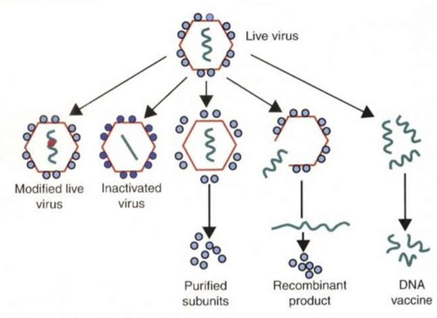 <p>Demonstrated principles of vaccination with P. multocida.</p>