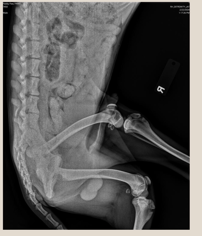 <p>how should this radiograph be adjusted?</p>