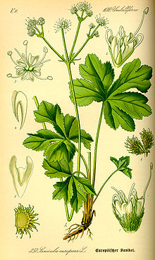 <p><em>Apiaceae -</em> miříkovité</p><p><em>Sanicula europaea -</em> žindava evropská</p>