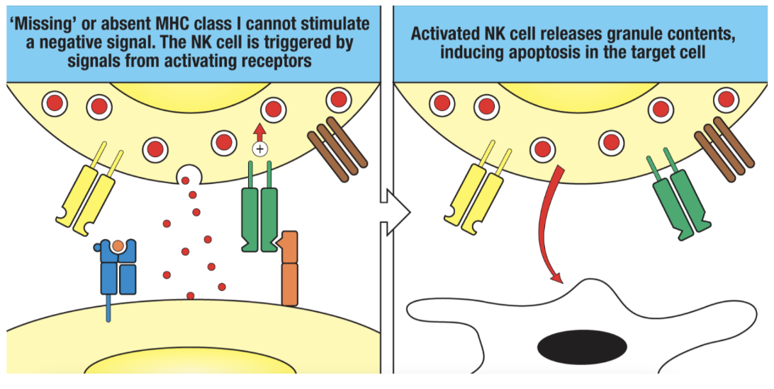 <ul><li><p>no, it must have activating receptors activated in order to kill a cell without MHC-I</p></li><li><p>this is important because our red blood cells do not express MHC-Is, and since healthy RBCs won’t have activating receptors, the signal to kill won’t be activated</p></li></ul><p></p>