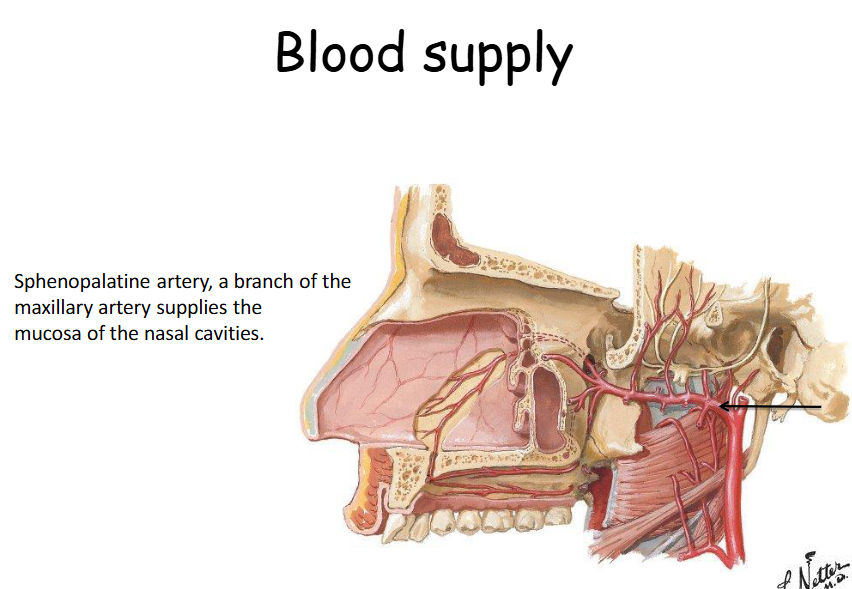 <p><span>Sphenopalatine artery</span></p>