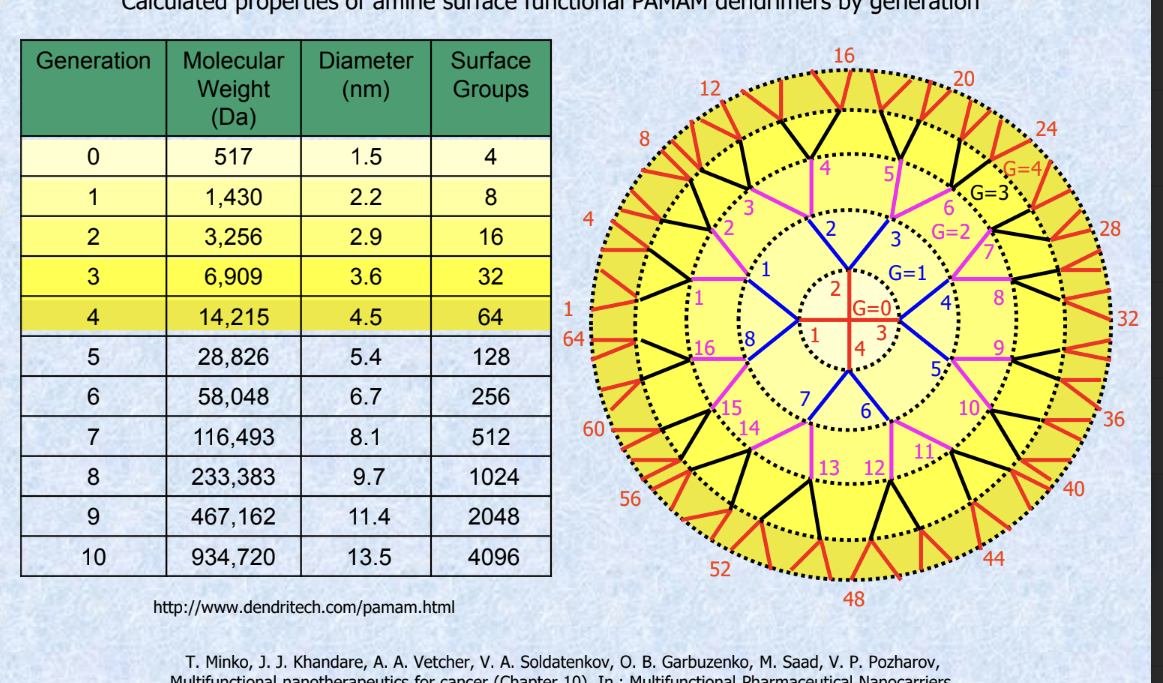 <p>greater the generation → greater molecular weight → greater diameter → greater surface groups</p>