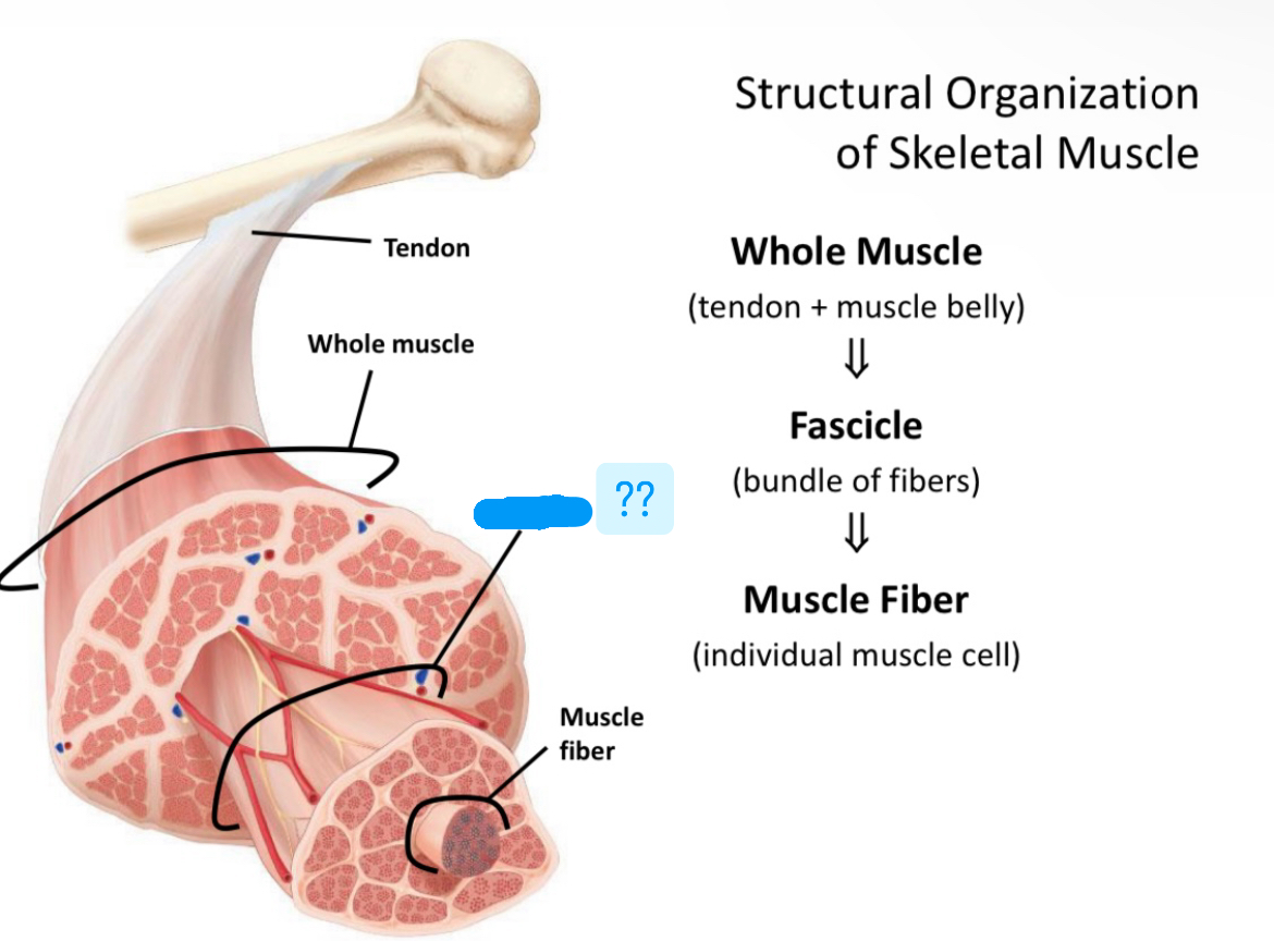 <p>Name structural organization of skeletal muscle </p>