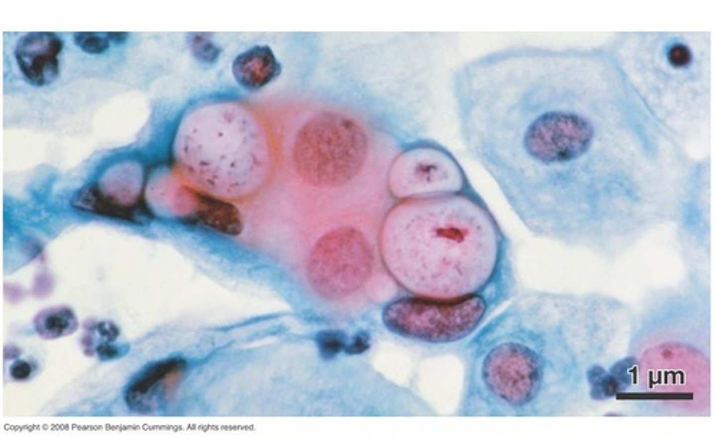 <p>A. Domain, Clade Name</p><p>C. Gram +/-</p><p>D. Mono/diderm</p><p>E. One characteristic</p>