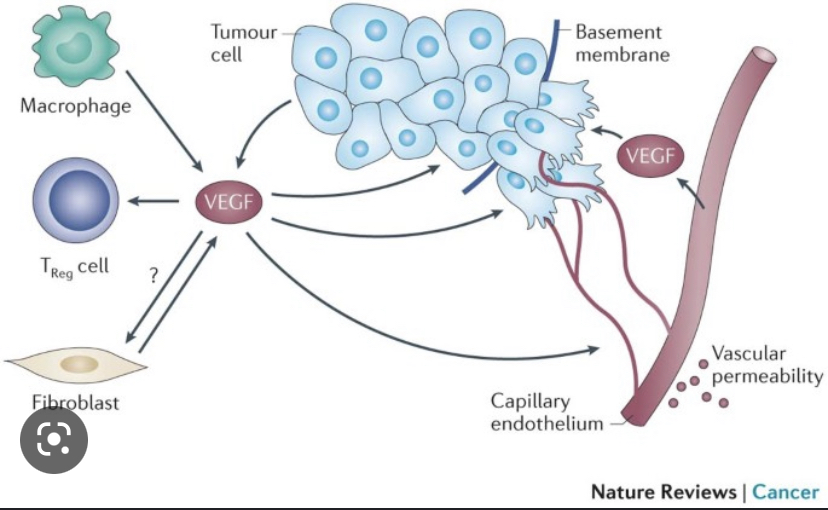 How does lymphatic endothelial cell work to help tumour