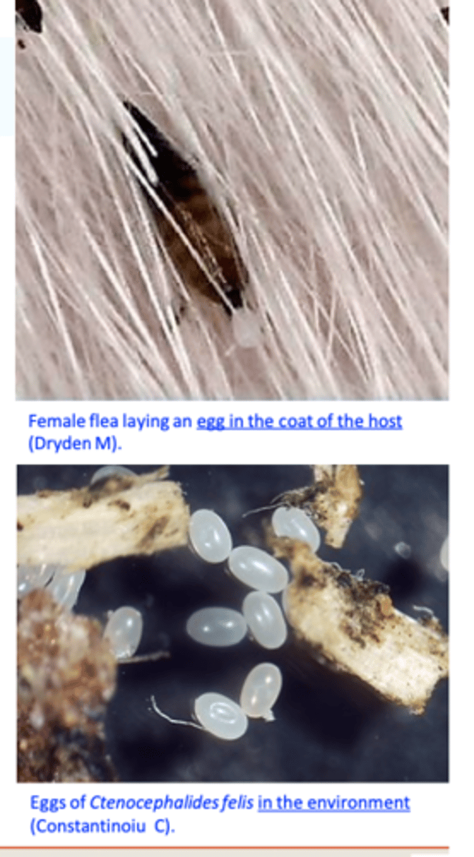 <p>Females begin laying eggs 24 to 36 hours after first blood meal</p><p>Most eggs fall off the host within 8 h  they accumulate where pets sleep and rest;</p><p>• Favourable conditions for development: relative humidity &gt;50%, temperature around 25° C;</p>