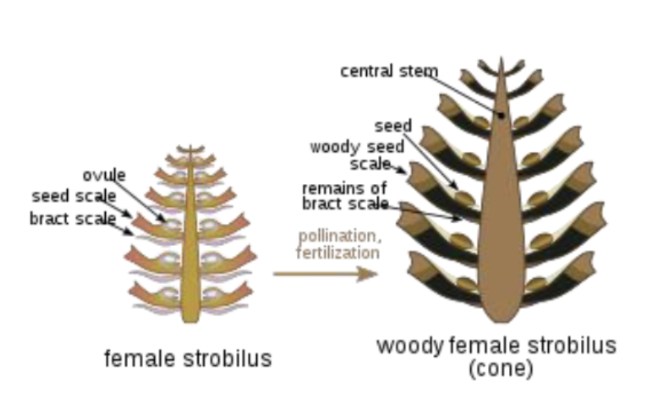<ul><li><p><span style="background-color: transparent;"><strong><span>Megastrobilus</span></strong></span></p></li><li><p><span style="background-color: transparent;"><span>Woody and larger than male cone</span></span></p></li><li><p><span style="background-color: transparent;"><span>Woody bracts=modified stem tissues</span></span></p><ul><li><p><span style="background-color: transparent;"><span>One ovule per woody bract</span></span></p></li><li><p><span style="background-color: transparent;"><span>Distinct between species</span></span></p></li></ul></li></ul><p></p>