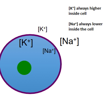 <ul><li><p>high in the ECF, low in the ICF due to the Na+/K+ -ATPase pumping Na+ out of the cell</p></li></ul><p></p>