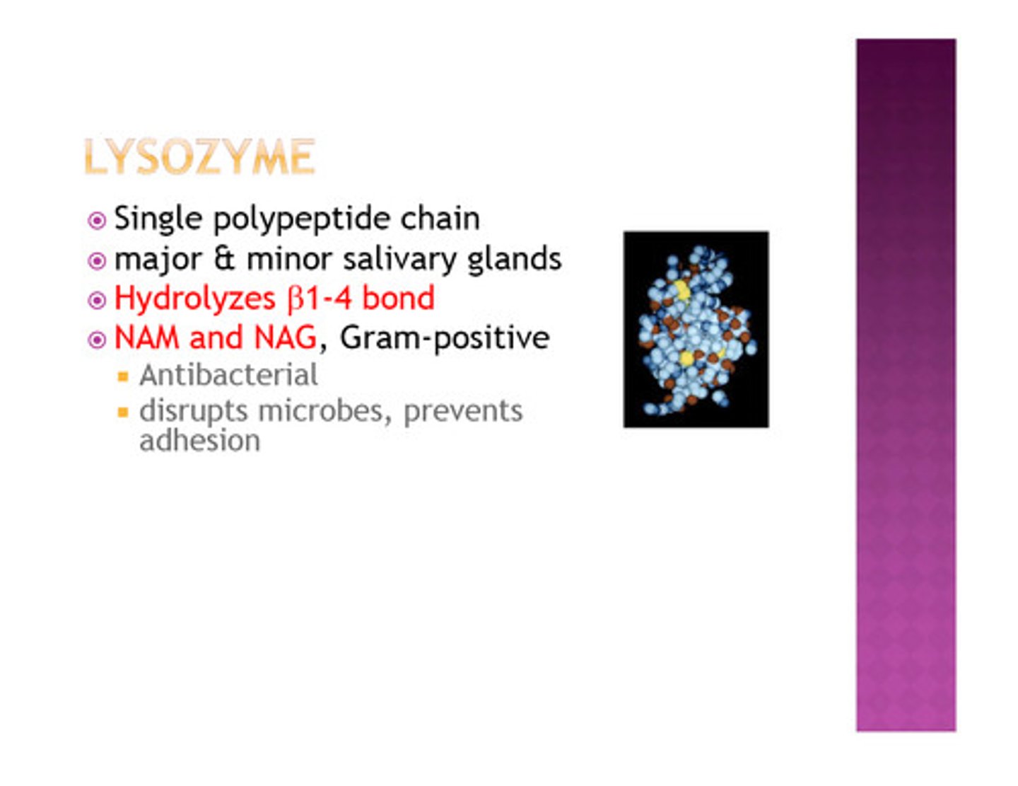 <p>lysozyme</p>