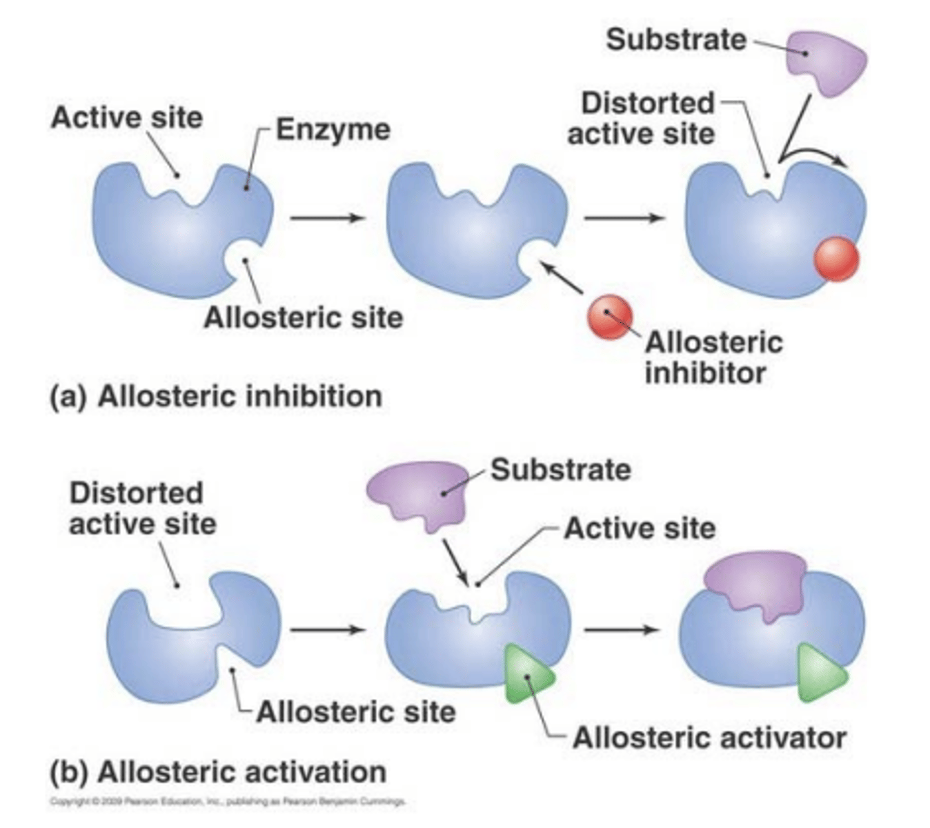 <p>- receptors with multiple binding sites</p><p>- allosteric binding sites are usually sites other than that for the endogenous agonist</p><p>- activation of these sites can change the shape of the receptor (positively or negatively regulating its affinity for the primary endogenous ligand) </p>