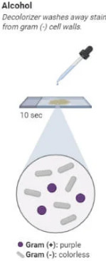 <p><strong>Decolorization (Alcohol or Acetone)</strong></p><ul><li><p>Add <strong>alcohol or acetone</strong> (decolorizer) drop by drop, until the runoff is clear.</p></li><li><p>This step differentiates the bacteria:</p><ul><li><p><strong>Gram-positive bacteria</strong> retain the crystal violet-iodine complex and stay <strong>purple</strong>.</p></li></ul></li></ul><p></p>