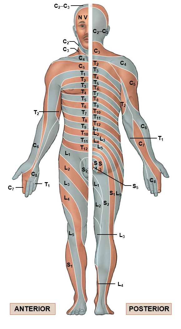 <p>Area of skin supplied by a single spinal nerve</p><ul><li><p>supplied b peripheral nerves</p></li><li><p>Are stacked like discs in the thoracic and abdominal regions, yet run more longitudinally in the upper and lower extremities</p></li></ul>