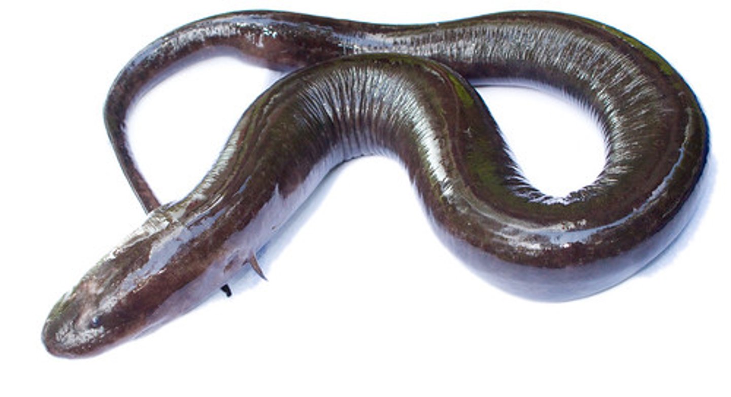 <p>Amphiuma means</p>