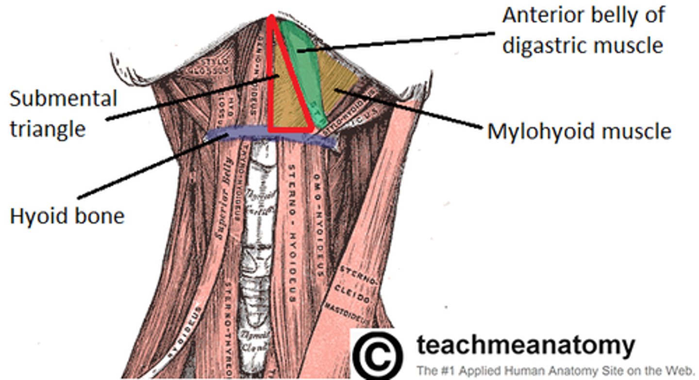 <p>- Hyoid bone inferiorly</p><p>- Anterior bellies of both digastric muscles</p><p>- Floor is myohyoid m.</p>