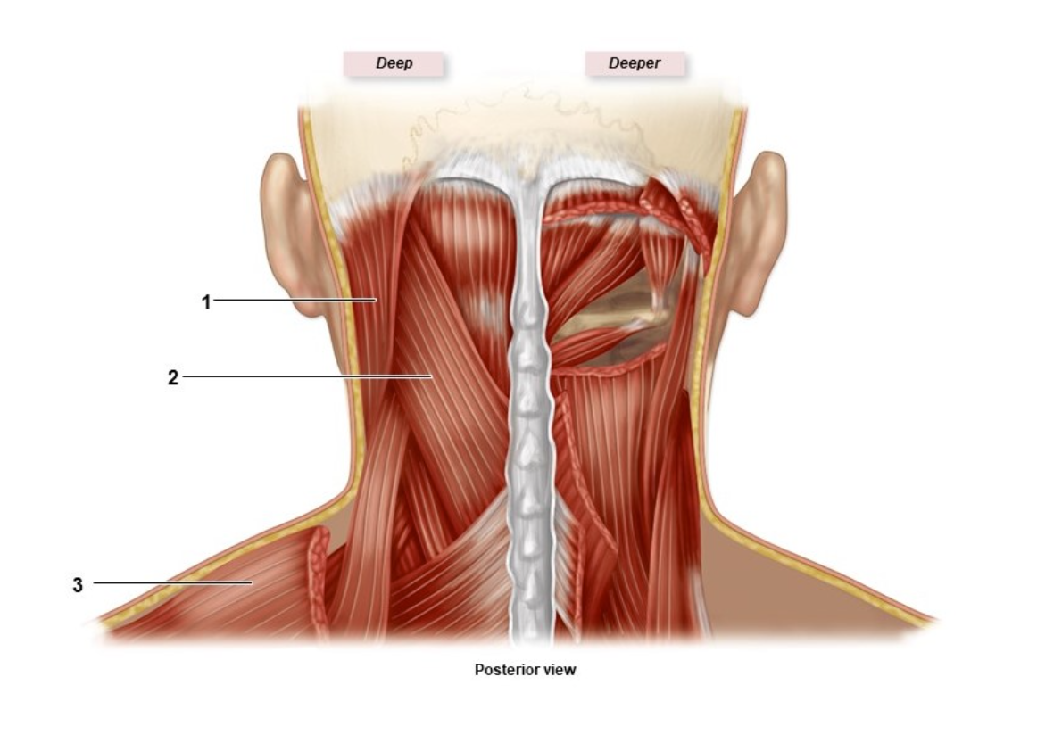 <p>What muscle is #3?</p>