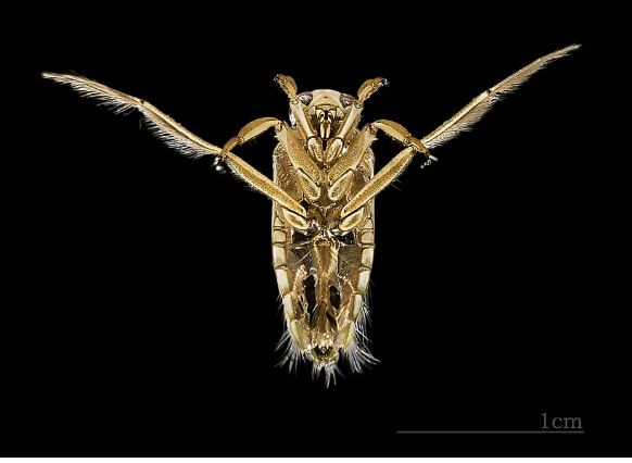 <p>importance: C5, polluted water</p><p>ecology: eaten by fish, amphibians</p><p>life: IM</p><p>feeding: insects, snails, fish, tadpoles</p>