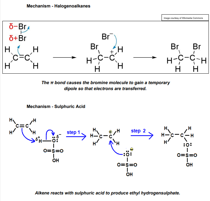 <ul><li><p>Ethene + Hydrogen Bromide</p></li><li><p>Propene + Sulfuric Acid</p></li><li><p>Butene + Bromine</p></li></ul><p></p><p></p><p></p>