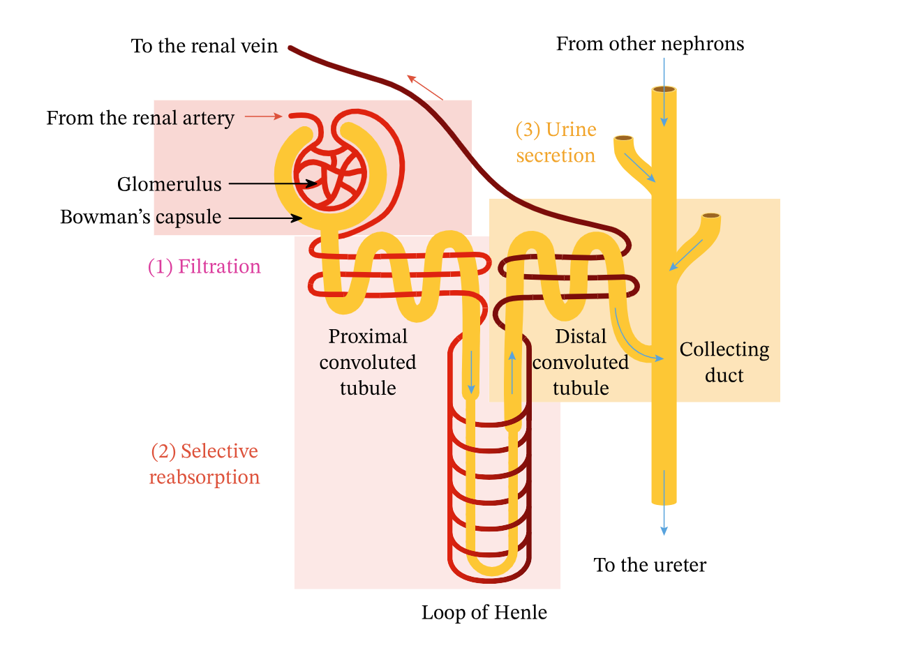 The process by which useful substances, like glucose and sodium ions, are actively transported from the glomerular filtrate back into the blood.