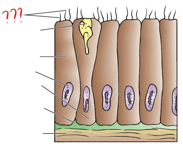 <p>modified outer layer; present in the epidermis of free-living flatworms (e.g. Platyhelminthes, Turbellaria) that move by ciliary locomotion</p>