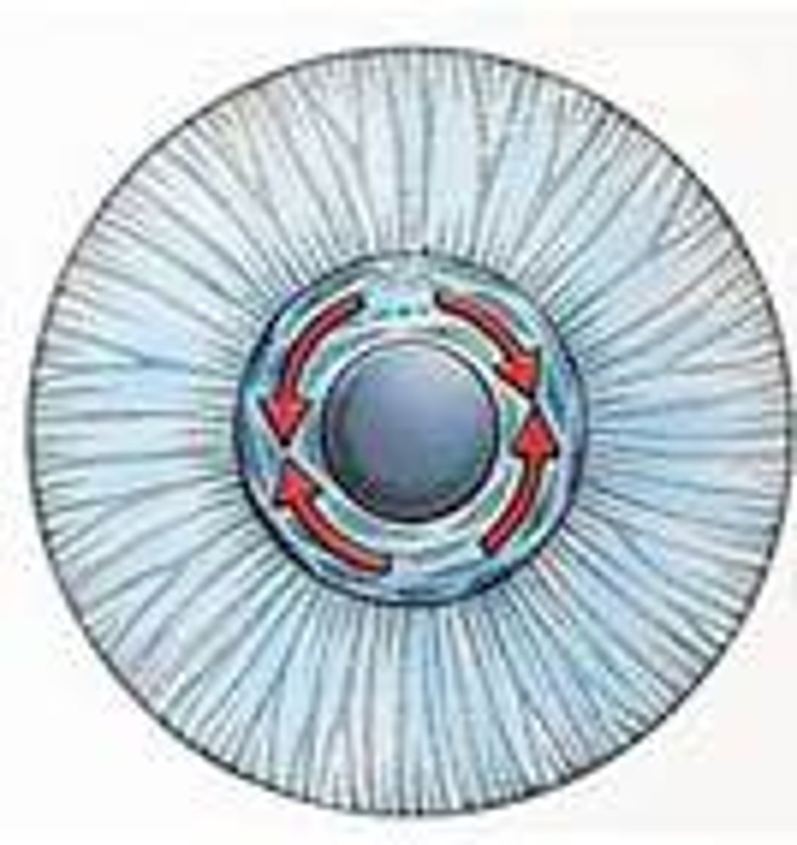 <p>circular muscle in the iris that constricts or shrinks the pupil; controls the amount of light that enters the eye by reducing the pupil's diameter</p>