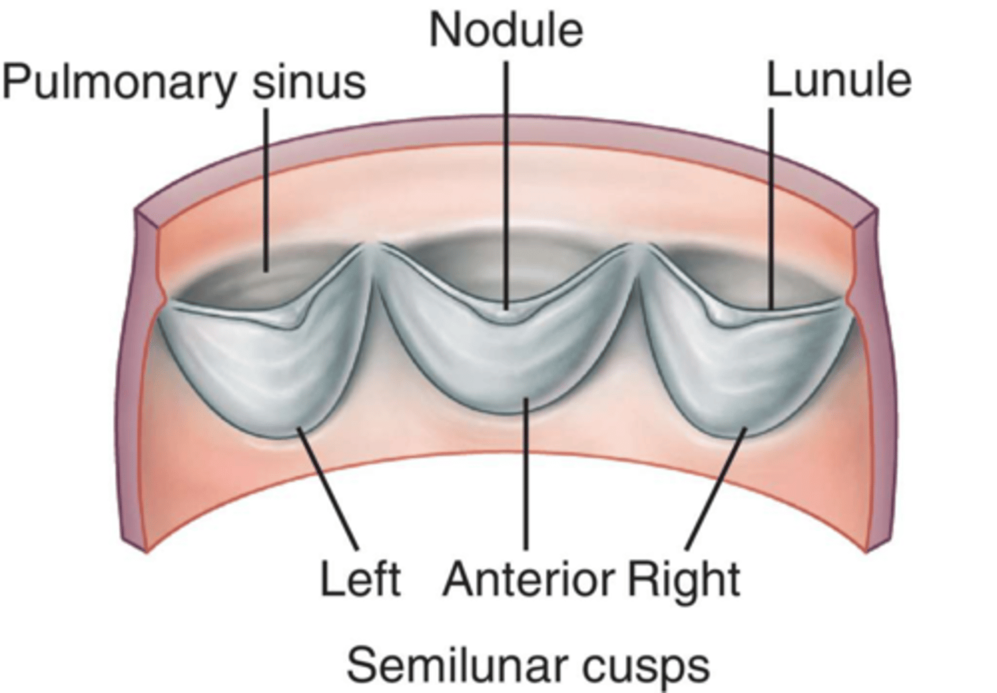 <p>spaces between the cusps and wall of the vessels (each named for its corresponding cusp)</p>