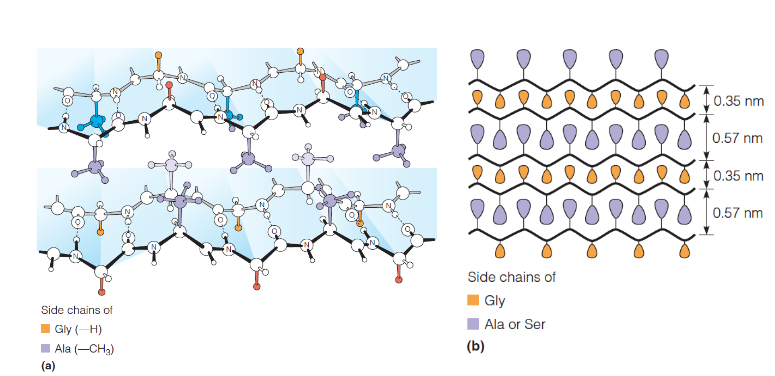 <p>half of its residues are glycine, other hald Ala or Ser;&nbsp; long regions of antiparallel β-sheet,&nbsp;polypeptide chains running parallel to the fiber axis</p>