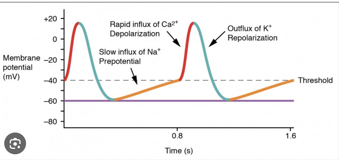 <p>Repolarization due to Ca2+ channels inactivating and K+ channels remaining open.</p>