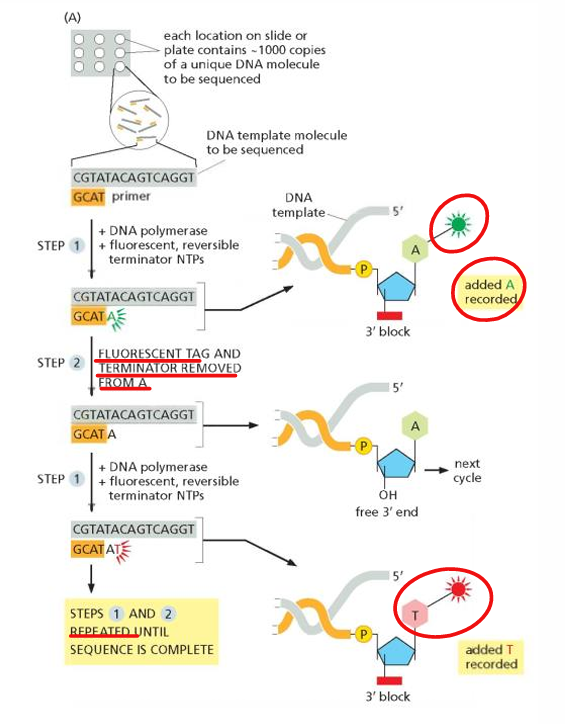 <ol><li><p>Library construction = fragmentation, ligation of “Y” adapters, immobilization </p></li><li><p>Cluster generation = PCR or bridge amplification </p></li><li><p><strong>Sequencing = reversible-terminator sequencing using fluorescent nucleotides</strong></p></li><li><p>Data Analysis = assemble the reads into contigs </p></li></ol><p></p>