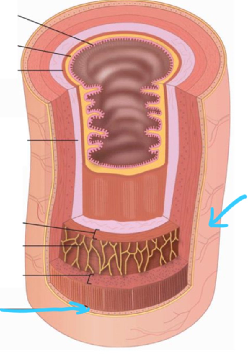 <p>connective tissue and simple squamous epithelium (mesothelium) that covers intraperitoneal organs</p>